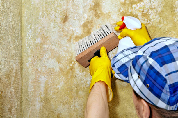 Best Mold Remediation for Vacation Homes  in Hodgkins, IL