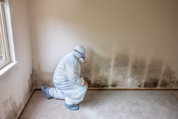 Best Mold Odor Removal Services  in Hodgkins, IL