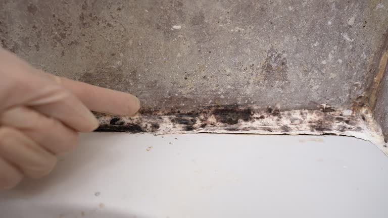 Best Forensic Mold Investigation  in Hodgkins, IL